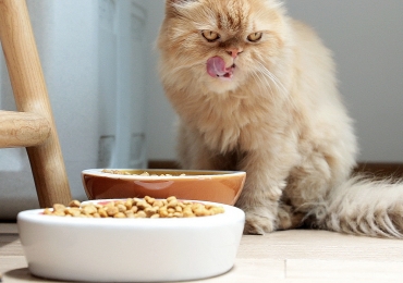 Cómo alejo a mi gato de la cocina y la mesa mientras comemos